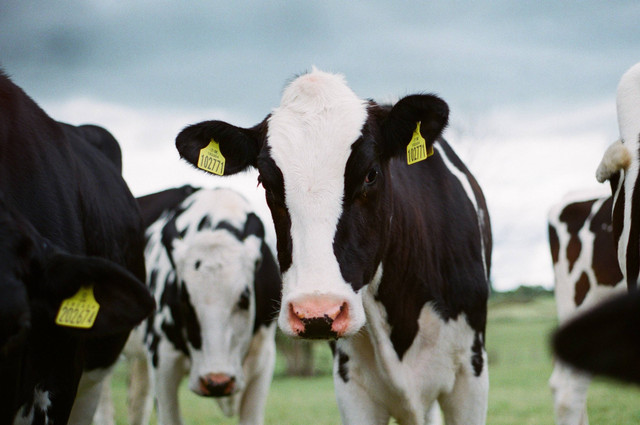 https://unsplash.com/@jakobcotton - apa itu pmk sapi