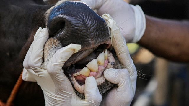 Pemeriksaan sapi. Foto: Fauzan/Antara Foto