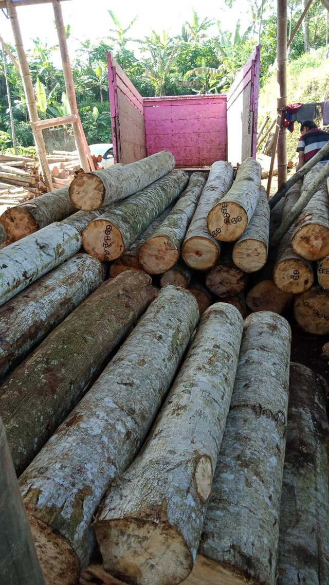 gambar kayu sengon dari kebun. sumber : Whatsap