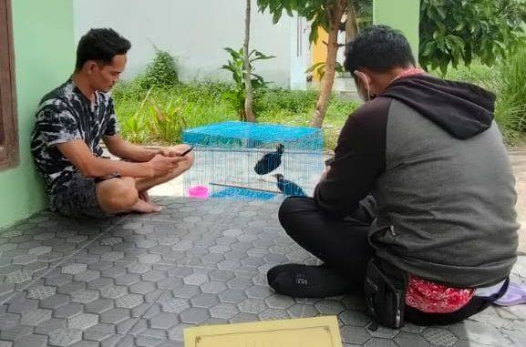 Burung beo yang dijual oleh MA. Foto: Dok Hi!Pontianak
