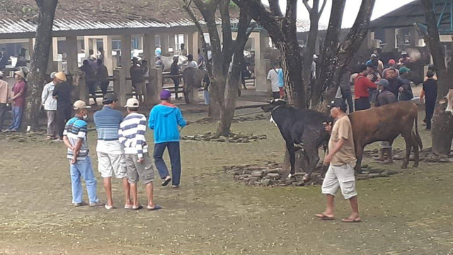 Suasana pasar hewan di Gunungkidul yang sepi pembeli karena PMK. Foto: Erfanto/Tugu Jogja
