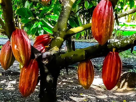 Tanaman Kakao, Foto : Pixabay