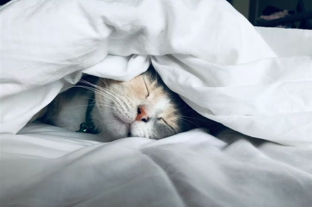 Ilustrasi kenapa kucing tidur terus. Foto: unsplash.com/kstonematheson