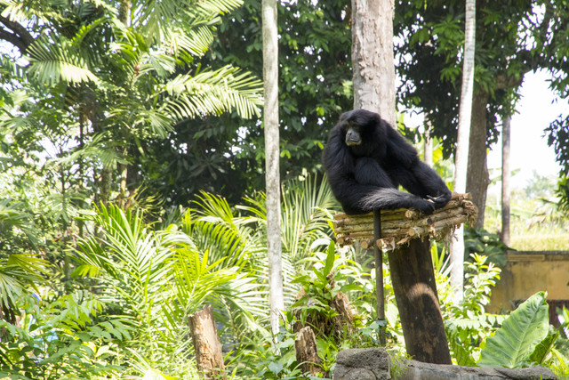 Perbedaan Bali Zoo dan Bali Safari. Foto : Unsplash/Robin Canfield
