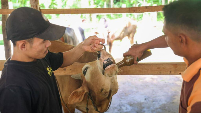 Sapi diberi ramuan pengobatan PMK. Foto: Suparta/acehkini