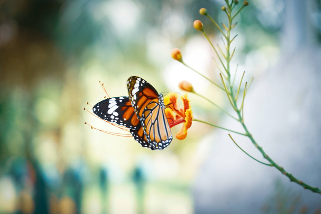 Harga Tiket Masuk Taman Kupu-Kupu Cihanjuang Bandung, Foto: Unsplash/Calvin Mano