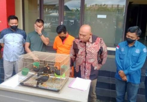 Ross Sugesta, pria yang memperdagangkan Beo Nias saat diamankan polisi. (ist)