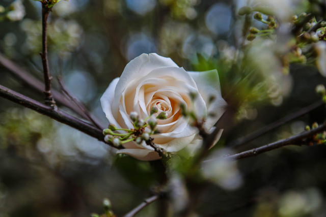  Harga Tiket Masuk Grace Rose Farm, https://unsplash.com/@agelesspix_