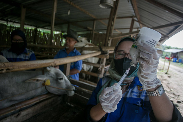 Dokter hewan Dinas Pertanian dan Perikanan menyiapkan dosis vaksin penyakit mulut dan kuku (PMK) untuk sapi ternak di Kandang Komunal Gapoktan Desa Mertan, Bendosari, Sukoharjo, Jawa Tengah, Sabtu (18/6/2022).  Foto: Mohammad Ayudha/ANTARA FOTO