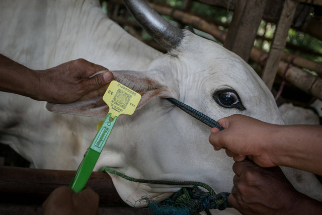Petugas Dinas Pertanian dan Perikanan memberi tanda sudah divaksin penyakit mulut dan kuku (PMK) kepada seekor sapi ternak warga di Kandang Komunal Gapoktan Desa Mertan, Bendosari, Sukoharjo, Jawa Tengah, Sabtu (18/6/2022).  Foto: Mohammad Ayudha/ANTARA FOTO