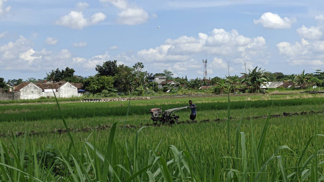 Ilustrasi sawah. Foto: Sandra/Tugu Jogja