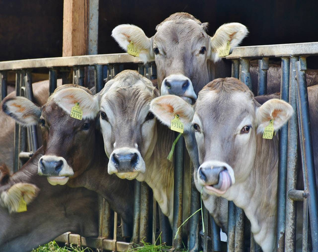 Ilustrasi sapi kurban. Foto: Pexels
