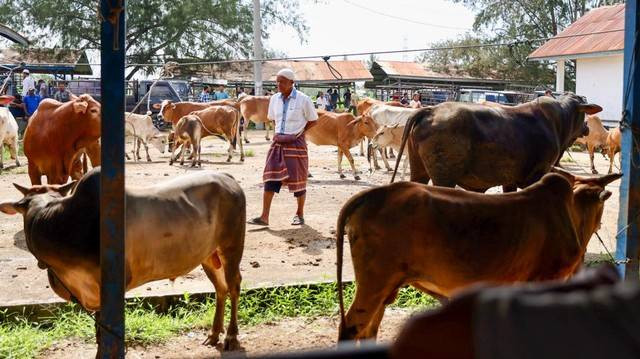 Sapi-sapi yang dijual di pasar hewan Cot Iri, Aceh Besar, pada Sabtu (26/43/2022). Foto: Suparta/acehkini