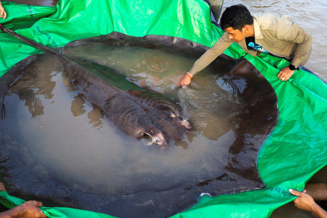Ikan pari terbesar di dunia, dengan berat 661 pon (300 kilogram), ditemukan di Sungai Mekong selatan provinsi Stung Treng, Kamboja, pada 14 Juni 2022. Foto: Chhut Chheana/Wonder of Mekong/Handout via REUTERS