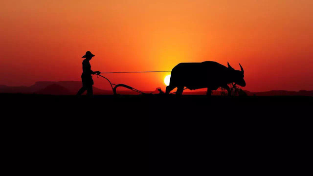 sumber : https://pixabay.com/photos/sunset-asia-labour-work-nature-3819469/