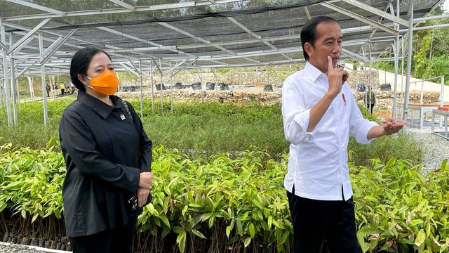 Presiden Jokowi dan Ketua DPR Puan Maharani di Persemaian Mentawir, Rabu (22/6/2022). Foto: Arifin Asydhad/kumparan
