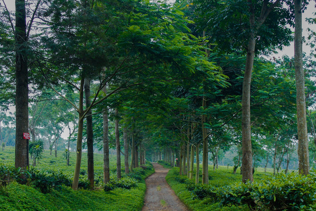 Harga Tiket Masuk Kebun Teh Nglinggo di Yogyakarta, Foto: NurilAhsan