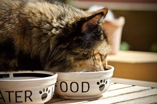 Ilustrasi Makanan Kucing 0-6 Bulan. Foto: pixabay.com