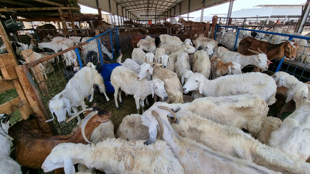 Pasar Kambing Anam di Wilayah Kilo Asyaro (KM1 10), Makkah. Foto: Muhammad Iqbal/kumparan