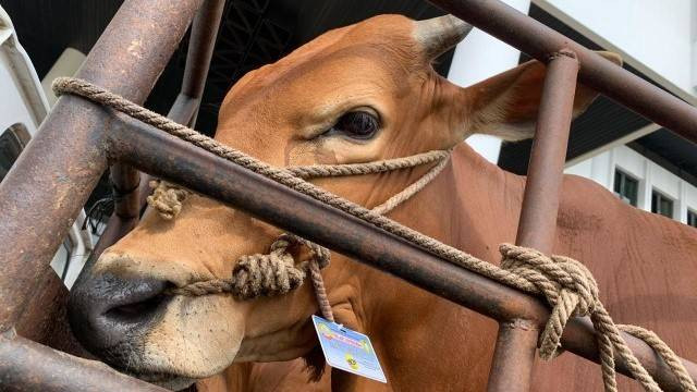 Ilustrasi sapi kurban. Foto: M Zain/Hi!Pontianak