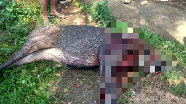 Bangkai babi hutan yang ngamuk dan serang 3 warga Magelang. Foto: istimewa