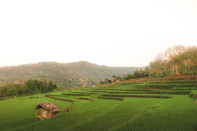 Harga Tiket Masuk Wisata Sawah Sumber Gempong, Foto: unsplash/Muh Fikry Rezky
