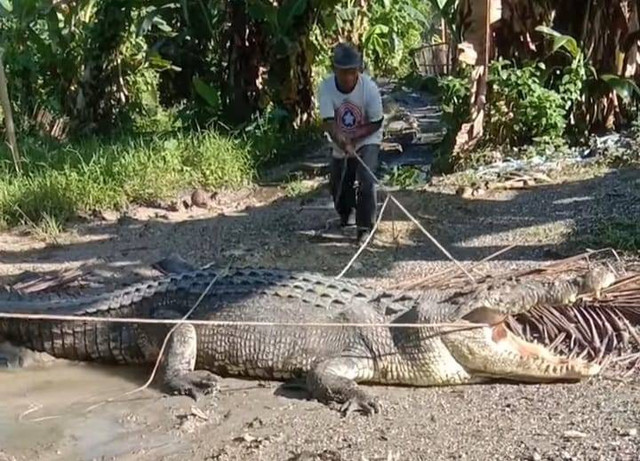 Aksi pria tua di Buton tangkap buaya berukuran raksasa. Foto: Tangkapan layar video.