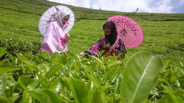 Agrowisata Kaligua Brebes. (Foto: Yunar Rahmawan)