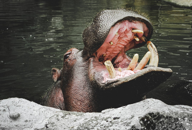 Panduan Perjalanan ke Taman Safari Bogor, https://unsplash.com/@saidalamri63