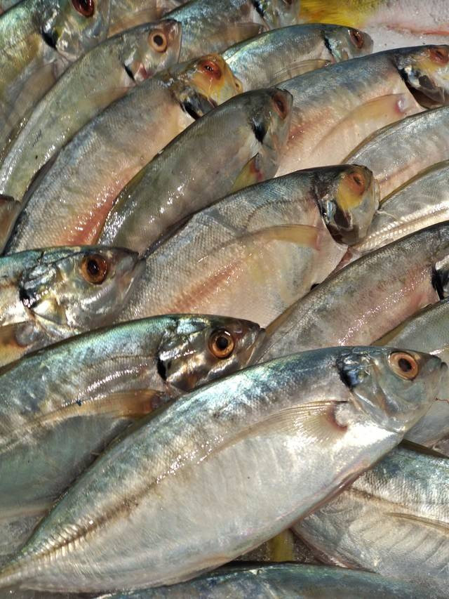 Ilustrasi ikan. Foto: Jamal Ramadhan/kumparan