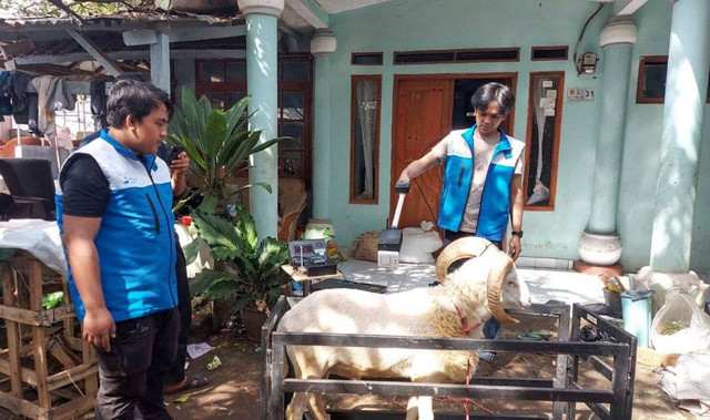 Tim sedang uji coba IoT kepada hewan kurban. 