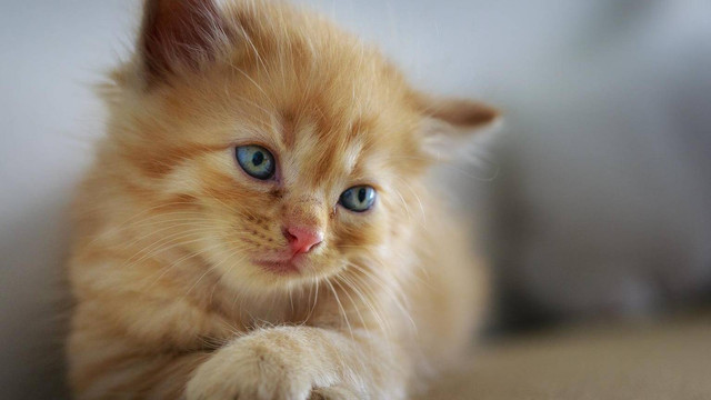 Ilustrasi kucing. Foto: Pixabay