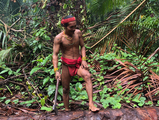 Aman Lepon seorang Sikerei sedang mencari Ulat Sagu makanan khas Mentawai. Kredit foto: Luthfi Ridzki Fakhrian/pribadi