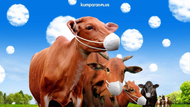 Peternak di Riau Beli 100 Ekor Sapi, 87 di Antaranya Positif PMK