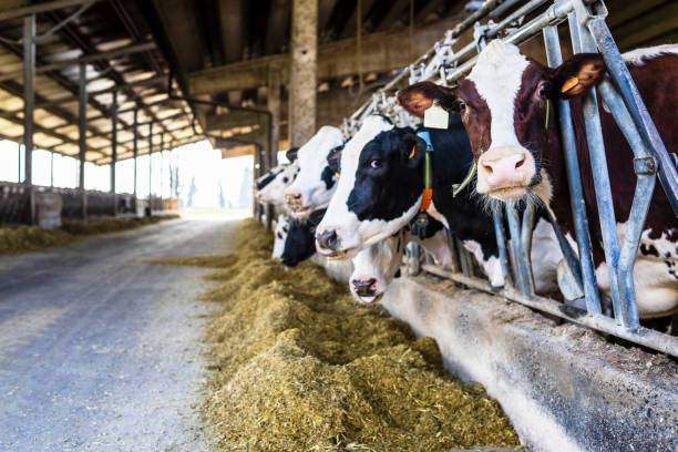 Harga Tiket Masuk Cibubur Garden Dairy, Foto: Unsplash.