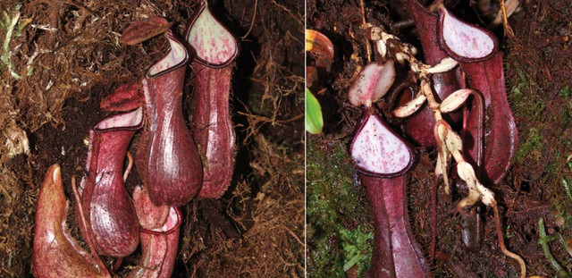 Foto dekat kantong bawah tanah dari tanaman Kantong Semar Nepenthes pudica. Foto: Dok. M. Dancak/DOI: 10.3897/phytokeys.201.82872