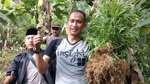 Temuan ladang ganja di Cianjur, Selasa (28/6/2022). Foto: Dok. Istimewa