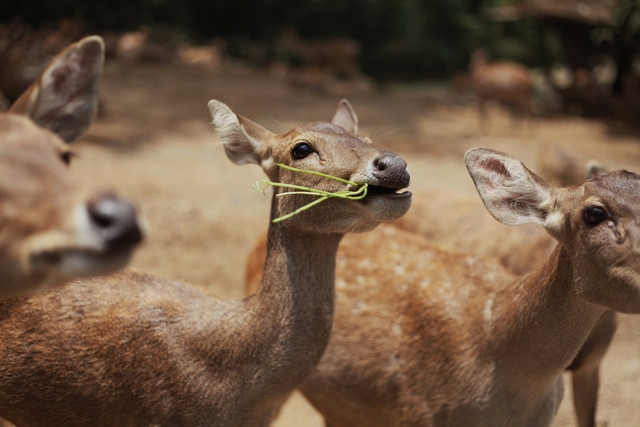 Konservasi fauna // sumber: Unplash.com