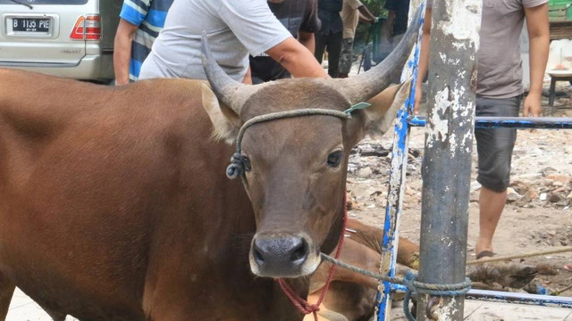 Momentum menjadi pembeda antara ibadah menyembelih hewan untuk akikah dan kurban. Dalam momentum mendekati kurban, menyembelih kurban adalah lebih utama.