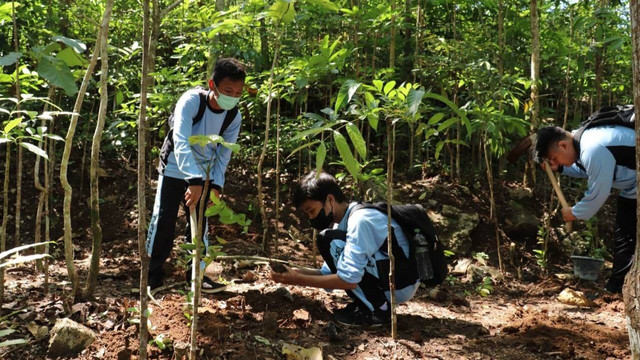 Penanaman 1.000 pohon jambu di Gunungkidul oleh Bank BCA. Foto: istimewa