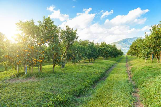Harga Tiket Masuk Kebun Buah Mangunan, Foto: Unsplash.