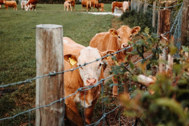 Ilustrasi Niat Kurban Sapi. Foto: pixabay.com