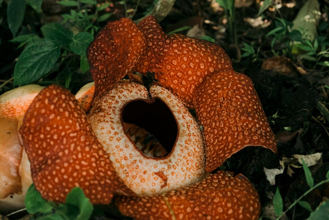 Bunga terbesar di dunia yang ada di Indonesia. Foto: unsplash.com/colinandmeg