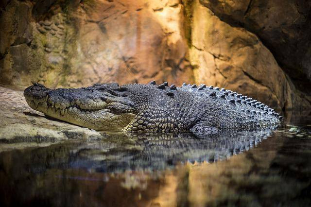 Ilustrasi buaya terbesar di dunia, sumber: www.pixabay.com