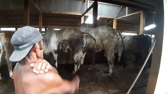 Ilustrasi sapi. Foto: Tugu Jogja