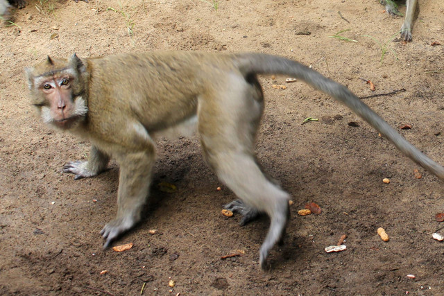 Seekor monyet ekor panjang (Macaca fascicularis). Foto: Patrik Cahyo Lumintu/ANTARA FOTO