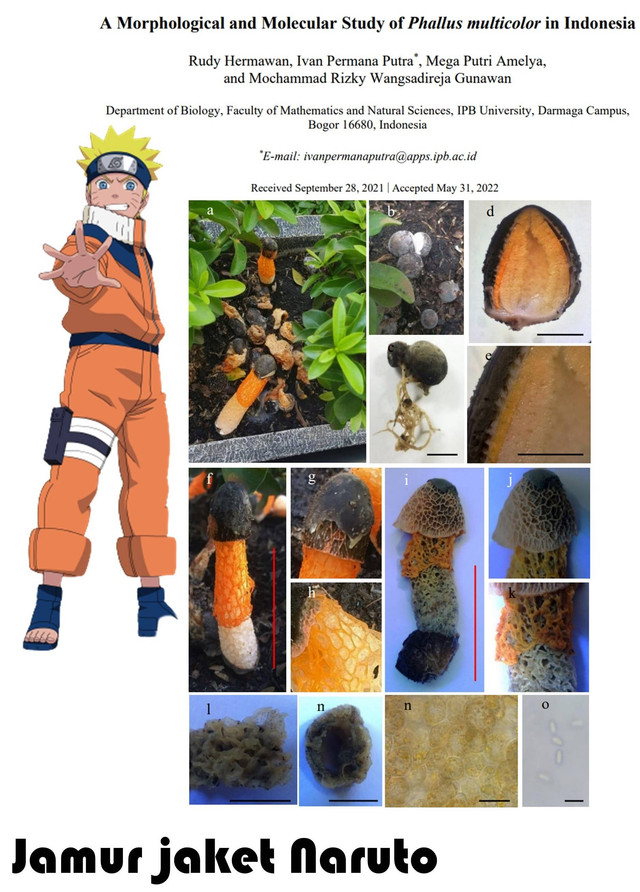 Jamur Phallus multicolor memiliki warna yang sama dengan jaket salah satu karakter populer Naruto