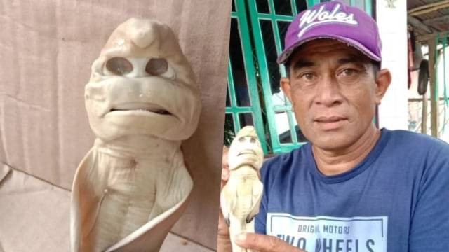 Ikan hiu menyerupai wajah manusia yang ditemukan oleh nelayan Rote Ndao, Abdullah Ferro. Foto: Abdullah Ferro