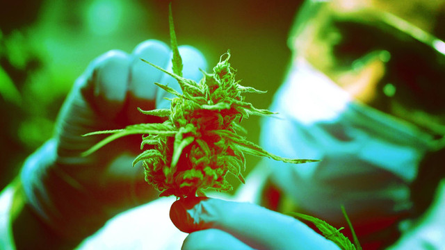 Lipsus Ganja Medis. Foto: HQuality/Shutterstock