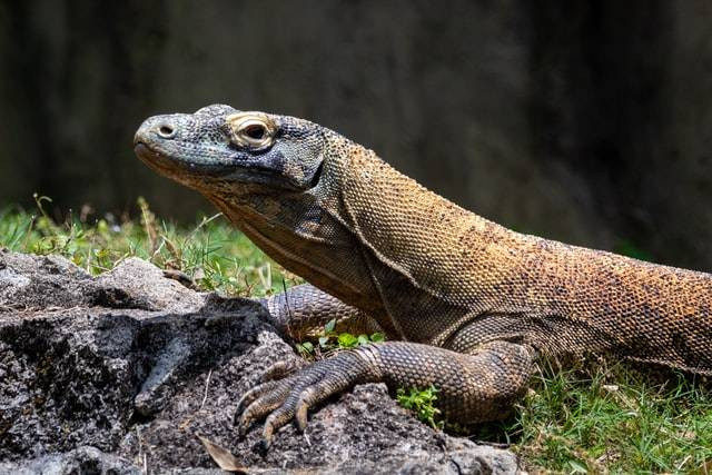 Ilustrasi fakta menarik dari komodo yang tergolong biawak terbesar yang hanya ada di Indonesia, sumber foto Joshua J. Cotten on Unsplash